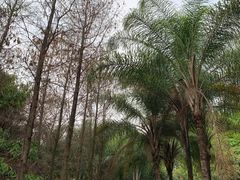 -荔香公园