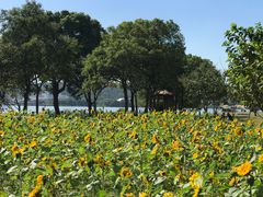 -无锡蠡湖国家湿地公园-蠡园