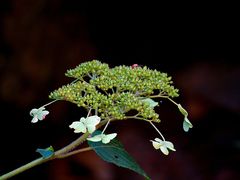 -青峰峡国家森林公园