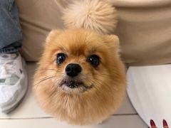 -怪兽屋·羊驼·猫咖·狗咖(俊华广场店)