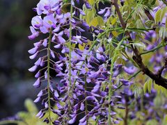 -上海吴淞炮台湾国家湿地公园