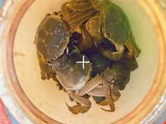 -小象钓虾·营地烧烤(洛溪店)