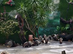 -广州长隆飞鸟乐园