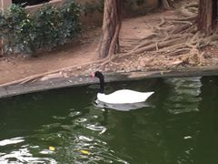-九龙公园