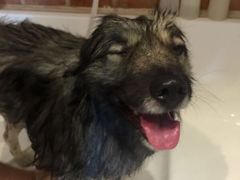 -Oh My Dog宠物沙龙(伊珊娜皮毛护理店)