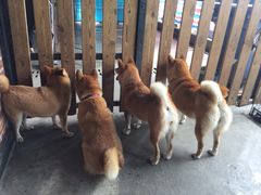 -柴犬高等学院·狗咖·柴犬售卖·宠物训练