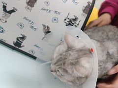 -宠福鑫康馨动物医院·骨科·眼科