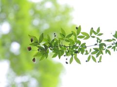 -杭州植物园
