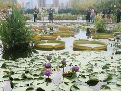 -莲花池公园