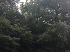 -上海佘山国家森林公园西佘山园