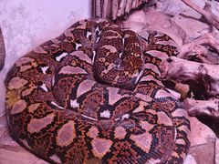 -北京野生动物园