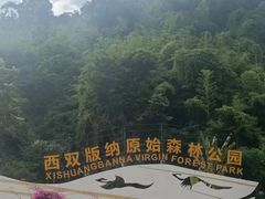 -西双版纳原始森林公园