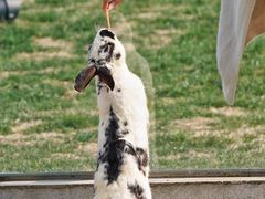 -苏州太湖西山岛开心农场