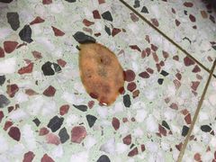 -天使宠物医院·犬猫分诊(彩虹店)