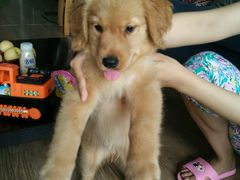 -荣耀金沙动物医院(清江西路店)