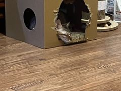 -天宠宠物医院24小时·急重症诊疗中心·全科·腔镜特色(和平分院)