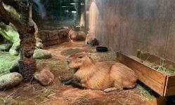 点击看大图 -Zoolung Zoolung动物主题公园(海信广场店)