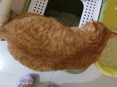 -平行世界·猫咖(首经贸店)
