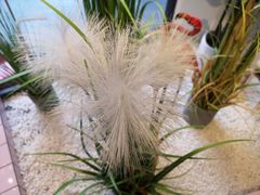 -萃萃泡沫茶坊(氹仔店)