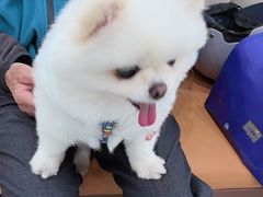 -艾贝尔宠物医院·宠保定点·超声绝育·免疫点(樱花路店)