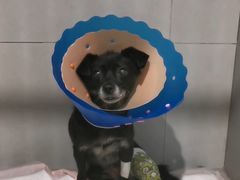 -伟伟宠物医院·CT影像中心·瑞派犬猫综合性门诊(汉口总院)