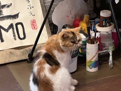 -猫岛主趣味餐厅(鼓浪屿店)