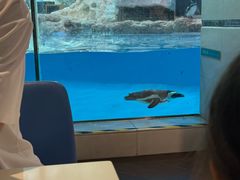 -帝企鹅自助餐厅•儿童岛•真企鹅(长隆企鹅酒店)