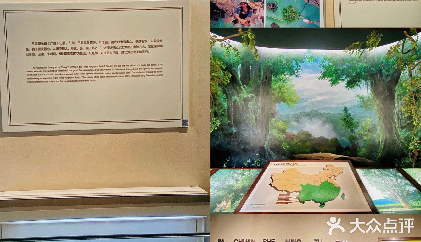 杭州游记｜茶文化主题展馆｜中国茶叶博物馆