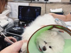 -东日国际动物医院·CT·心脏专科(桃源分院)