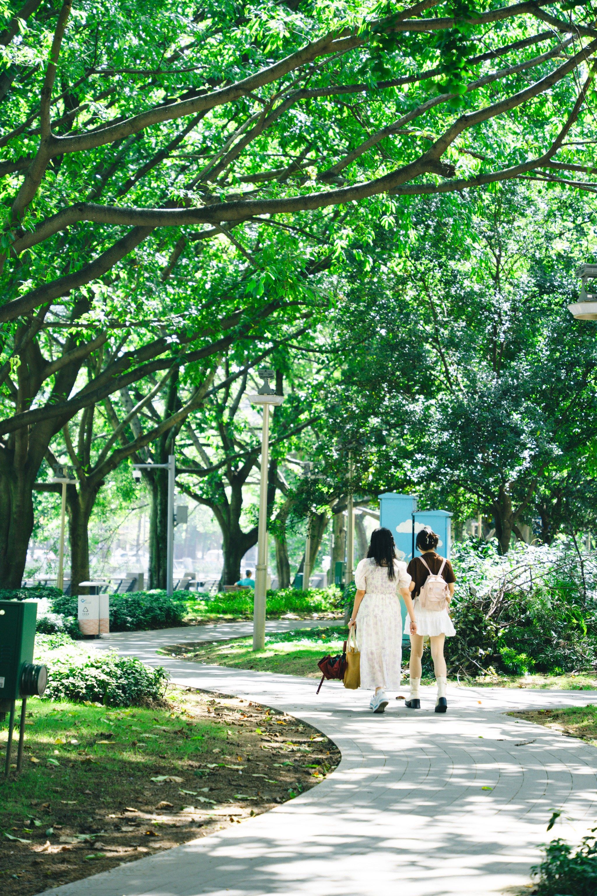 夏天,绿色,树荫