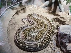 -贵州森林野生动物园