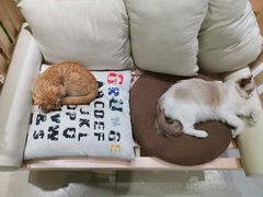 -藏猫猫咖啡主题馆(中央大道店)