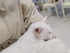 -喵的天空名猫咖啡馆·撸猫·猫舍·用品