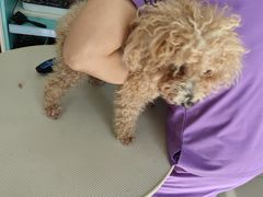 -北京观赏动物医院·24小时大型综合·猫专科·异宠专科