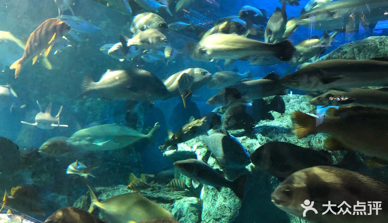 鸟羽水族馆