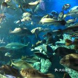 鸟羽水族馆
