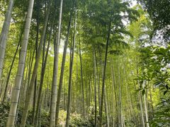 -东明山森林公园