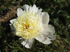 -扬州芍药园(仪征市)
