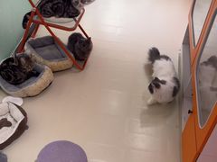 -三花喵·撸猫购宠·宠物生活馆(虹桥南丰城店)