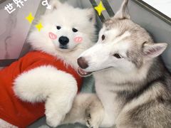 -星多哈·狗咖·拼豆·咖啡
