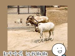 -石家庄市动物园