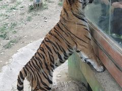 -栾川竹海野生动物园