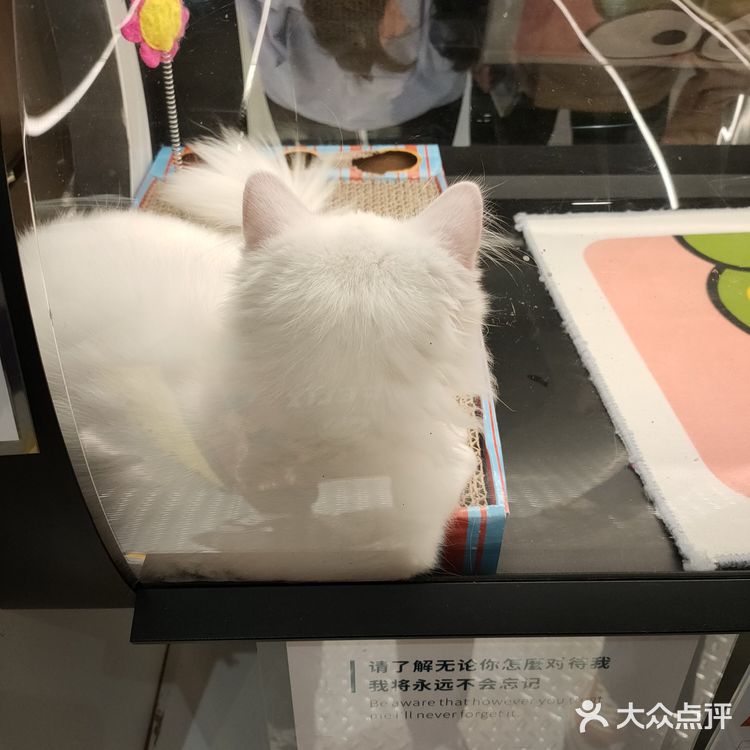 治愈小站💞萌化你的心『猫舍空间站』