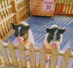 -萌宠亲子动物乐园(槐房万达店)