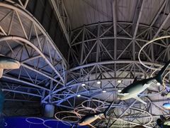 -烟台海昌鲸鲨海洋公园