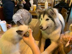 -李小姐の猫咖啡馆(五角场店)
