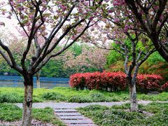 -高东镇樱花园