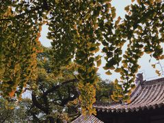 -三苏祠