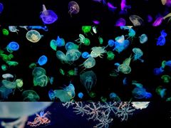 -珠海长隆海洋王国