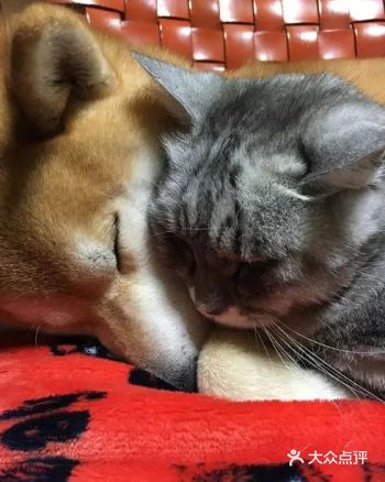 日本一铲屎官家有只柴犬叫Gaku，今年7岁了